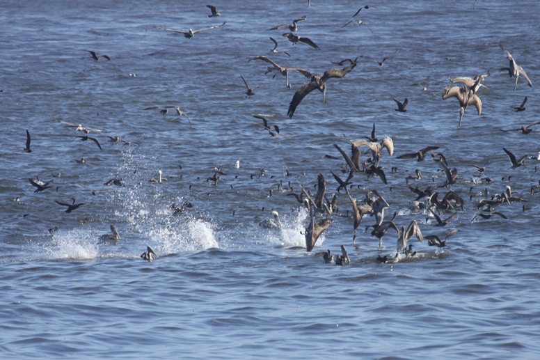 pelicans